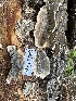  ( - HAY-F-001720)  @11 [ ] by-nc (2023) Bat Vardeh Fungal Diversity Survey