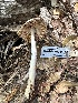  ( - HAY-F-001764)  @11 [ ] by-nc (2023) Bat Vardeh Fungal Diversity Survey