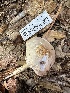  ( - HAY-F-001764)  @11 [ ] by-nc (2023) Bat Vardeh Fungal Diversity Survey