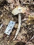  ( - HAY-F-001764)  @11 [ ] by-nc (2023) Bat Vardeh Fungal Diversity Survey