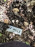  ( - HAY-F-001713)  @11 [ ] by-nc (2023) Bat Vardeh Fungal Diversity Survey