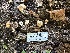  ( - HAY-F-001713)  @11 [ ] by-nc (2023) Bat Vardeh Fungal Diversity Survey