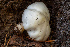  ( - HAY-F-004817)  @11 [ ] by-nc (2023) Dean Lyons Fungal Diversity Survey