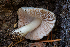  (Pluteus brunneidiscus - HAY-F-004817)  @11 [ ] by-nc (2023) Dean Lyons Fungal Diversity Survey