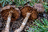  (Cortinarius fuscoflexipes - HAY-F-004816)  @11 [ ] by-nc (2023) Dean Lyons Fungal Diversity Survey