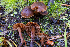  (Cortinarius sp. Harrower116a - HAY-F-004813)  @11 [ ] by-nc (2023) Dean Lyons Fungal Diversity Survey