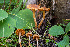  ( - HAY-F-004812)  @11 [ ] by-nc (2023) Dean Lyons Fungal Diversity Survey