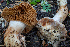  ( - HAY-F-004804)  @11 [ ] by-nc (2023) Dean Lyons Fungal Diversity Survey