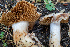  (Cortinarius sp. Harrower143 - HAY-F-004804)  @11 [ ] by-nc (2023) Dean Lyons Fungal Diversity Survey
