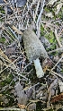  (Coprinopsis marcida - HAY-F-002255)  @11 [ ] by-nc (2023) Thea Chesney Fungal Diversity Survey