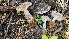  (Amanita silvicola - HAY-F-002259)  @11 [ ] by-nc (2023) Thea Chesney Fungal Diversity Survey