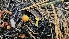  ( - HAY-F-002257)  @11 [ ] by-nc (2023) Thea Chesney Fungal Diversity Survey