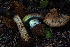  ( - HAY-F-004803)  @11 [ ] by-nc (2023) Dean Lyons Fungal Diversity Survey