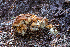  ( - HAY-F-004799)  @11 [ ] by-nc (2023) Dean Lyons Fungal Diversity Survey