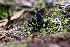  ( - HAY-F-004794)  @11 [ ] by-nc (2023) Dean Lyons Fungal Diversity Survey