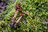  (Cortinarius helodes - HAY-F-004791)  @11 [ ] by-nc (2023) Dean Lyons Fungal Diversity Survey