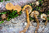  ( - HAY-F-004789)  @11 [ ] by-nc (2023) Dean Lyons Fungal Diversity Survey