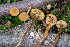  (Alnicola - HAY-F-004789)  @11 [ ] by-nc (2023) Dean Lyons Fungal Diversity Survey