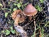  ( - HAY-F-003801)  @11 [ ] by-nc (2023) Grace Stark Fungal Diversity Survey