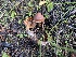  ( - HAY-F-003801)  @11 [ ] by-nc (2023) Grace Stark Fungal Diversity Survey