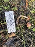  ( - HAY-F-003801)  @11 [ ] by-nc (2023) Grace Stark Fungal Diversity Survey