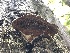  ( - HAY-F-007051)  @11 [ ] by-nc (2023) Dean Lyons Fungal Diversity Survey