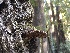  ( - HAY-F-007051)  @11 [ ] by-nc (2023) Dean Lyons Fungal Diversity Survey