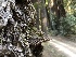  ( - HAY-F-007051)  @11 [ ] by-nc (2023) Dean Lyons Fungal Diversity Survey