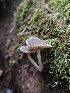  ( - HAY-F-006364)  @11 [ ] by (2023) Mandy Hackney Fungal Diversity Survey