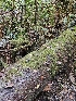  ( - HAY-F-006364)  @11 [ ] by (2023) Mandy Hackney Fungal Diversity Survey