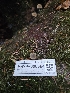  ( - HAY-F-006364)  @11 [ ] by (2023) Mandy Hackney Fungal Diversity Survey