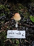  ( - HAY-F-006343)  @11 [ ] by (2023) Mandy Hackney Fungal Diversity Survey