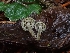  ( - HAY-F-006348)  @11 [ ] by (2023) Mandy Hackney Fungal Diversity Survey
