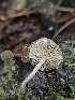  ( - HAY-F-006348)  @11 [ ] by (2023) Mandy Hackney Fungal Diversity Survey