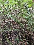  ( - HAY-F-006348)  @11 [ ] by (2023) Mandy Hackney Fungal Diversity Survey