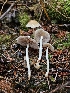  ( - HAY-F-006349)  @11 [ ] by (2023) Mandy Hackney Fungal Diversity Survey