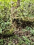  ( - HAY-F-006349)  @11 [ ] by (2023) Mandy Hackney Fungal Diversity Survey