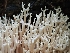  (Ramaria stricta var. concolor - HAY-F-006350)  @11 [ ] by (2023) Mandy Hackney Fungal Diversity Survey