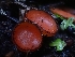  ( - HAY-F-006362)  @11 [ ] by (2023) Mandy Hackney Fungal Diversity Survey