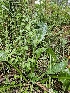  ( - HAY-F-006362)  @11 [ ] by (2023) Mandy Hackney Fungal Diversity Survey