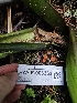  ( - HAY-F-006362)  @11 [ ] by (2023) Mandy Hackney Fungal Diversity Survey