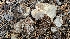  ( - HAY-F-002242)  @11 [ ] by-nc (2023) Thea Chesney Fungal Diversity Survey