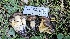 ( - HAY-F-002244)  @11 [ ] by-nc (2023) Thea Chesney Fungal Diversity Survey