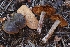  ( - HAY-F-004908)  @11 [ ] by-nc (2023) Warren Cardimona Fungal Diversity Survey