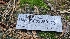  ( - HAY-F-002263)  @11 [ ] by-nc (2023) Thea Chesney Fungal Diversity Survey