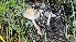  ( - HAY-F-002243)  @11 [ ] by-nc (2023) Thea Chesney Fungal Diversity Survey