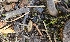  ( - HAY-F-002263)  @11 [ ] by-nc (2023) Thea Chesney Fungal Diversity Survey