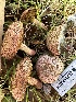  ( - HAY-F-001759)  @11 [ ] by-nc (2023) Bat Vardeh Fungal Diversity Survey