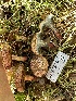  ( - HAY-F-001759)  @11 [ ] by-nc (2023) Bat Vardeh Fungal Diversity Survey