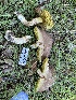  (Xerocomus - HAY-F-001744)  @11 [ ] by-nc (2023) Bat Vardeh Fungal Diversity Survey